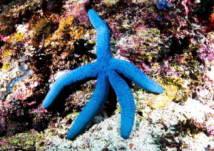 Blue Sea Star/Photographed with a Canon 60 mm macro lens ... by Laurie Slawson 